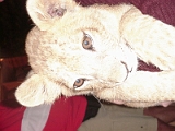 Lion Cub In Cancun 2